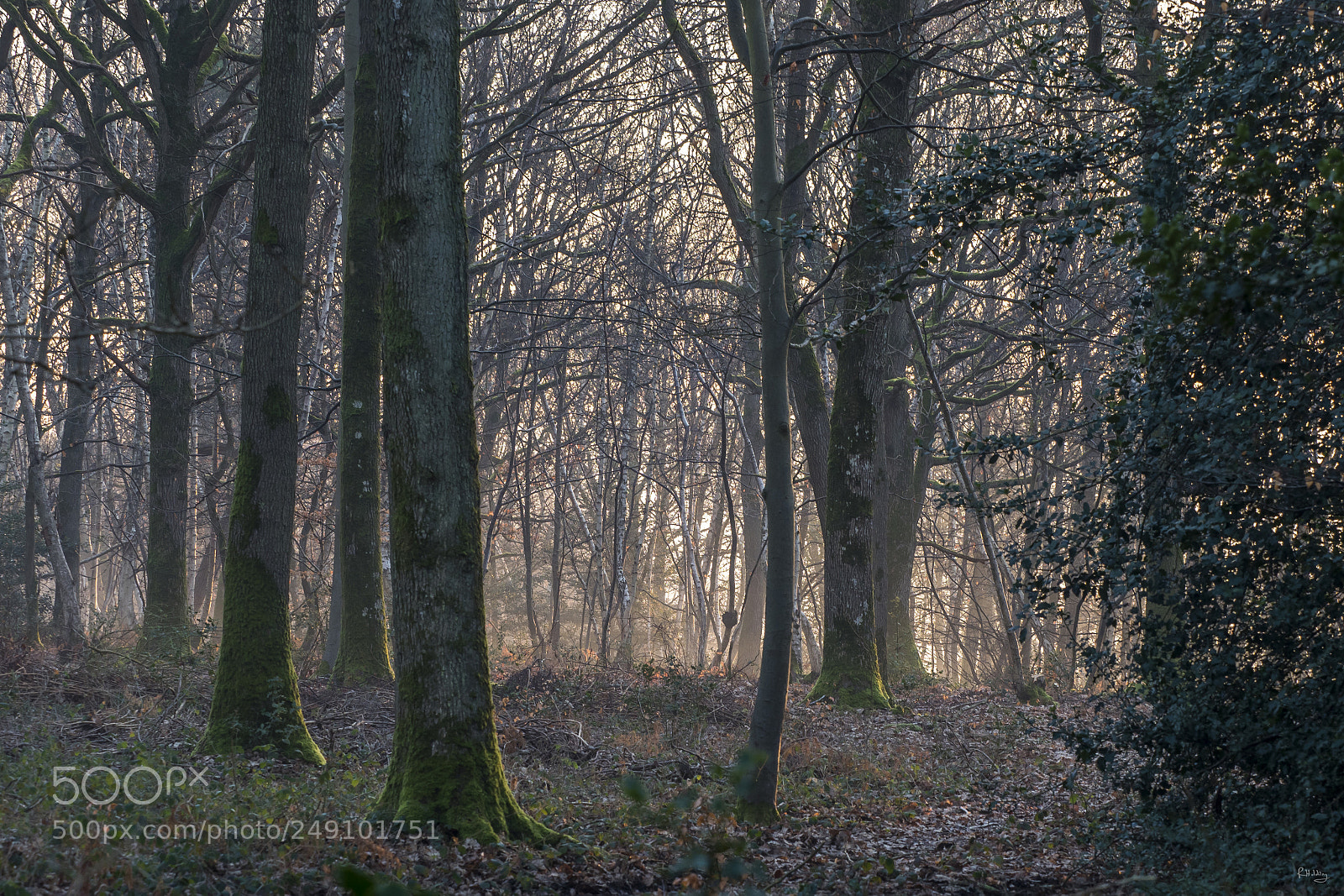 Olympus OM-D E-M1 Mark II sample photo. Forest dream photography
