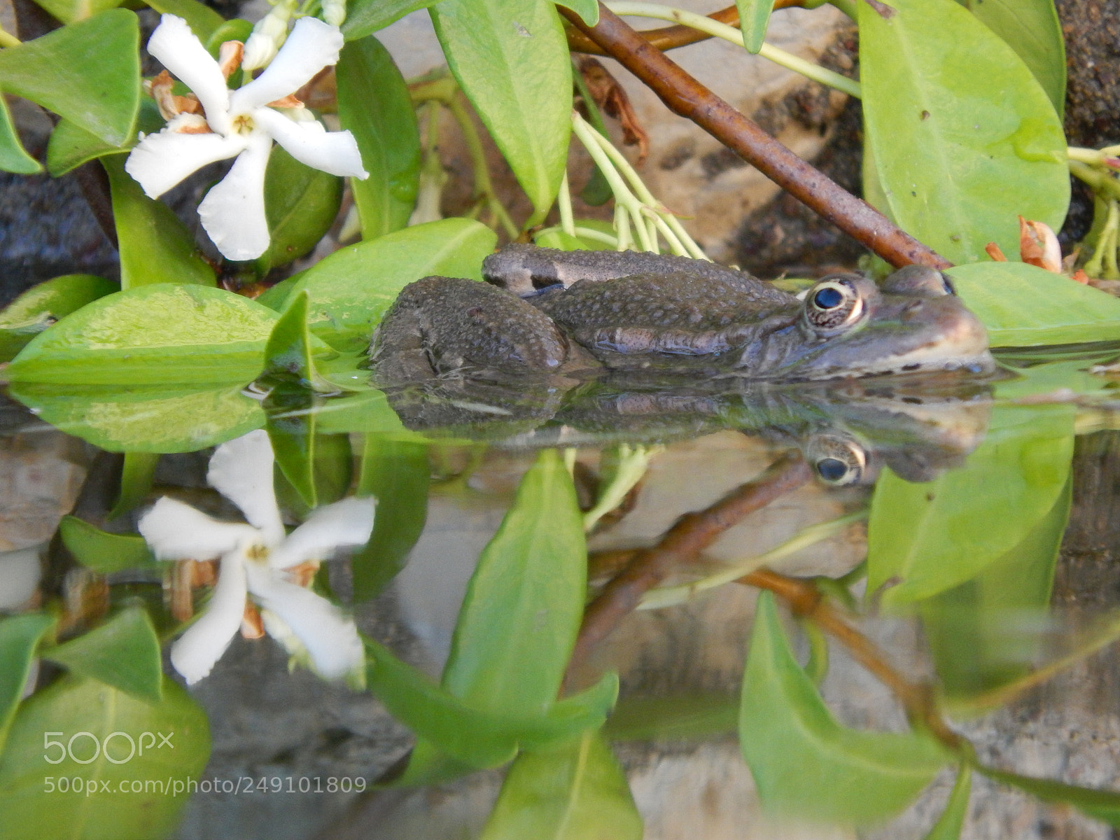 Nikon Coolpix L820 sample photo. The frog and the photography