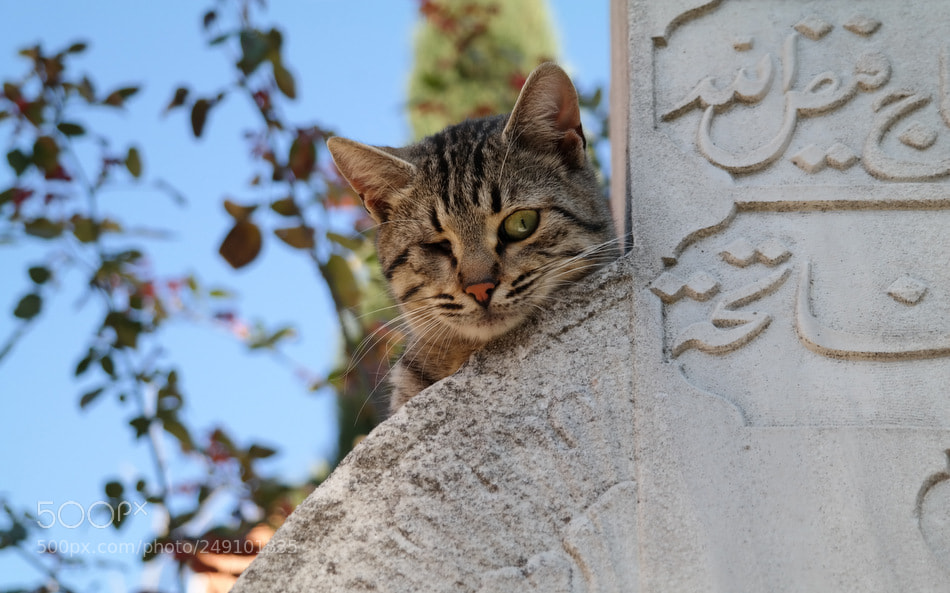 Samsung NX300 sample photo. ... photography