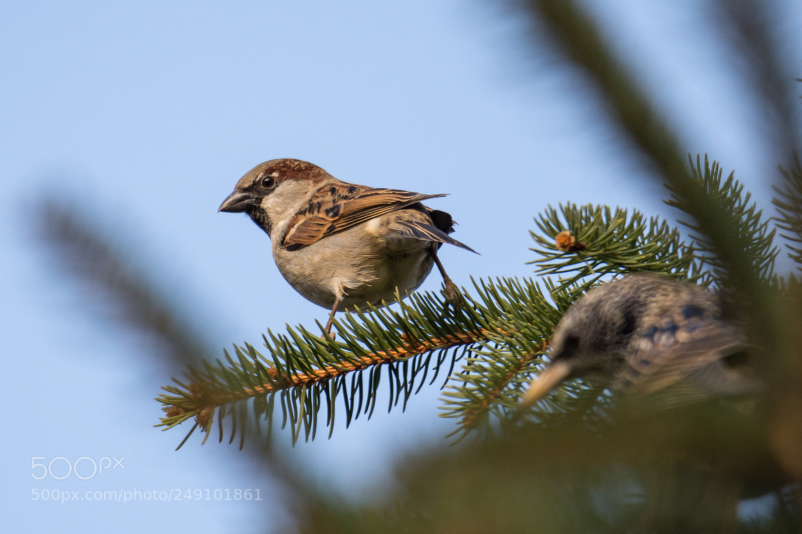 Nikon D7200 sample photo. Sparrow photography