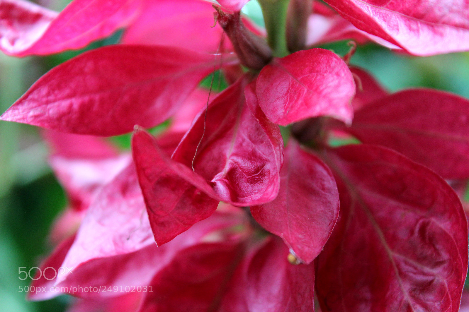 Canon EOS 600D (Rebel EOS T3i / EOS Kiss X5) sample photo. Img photography