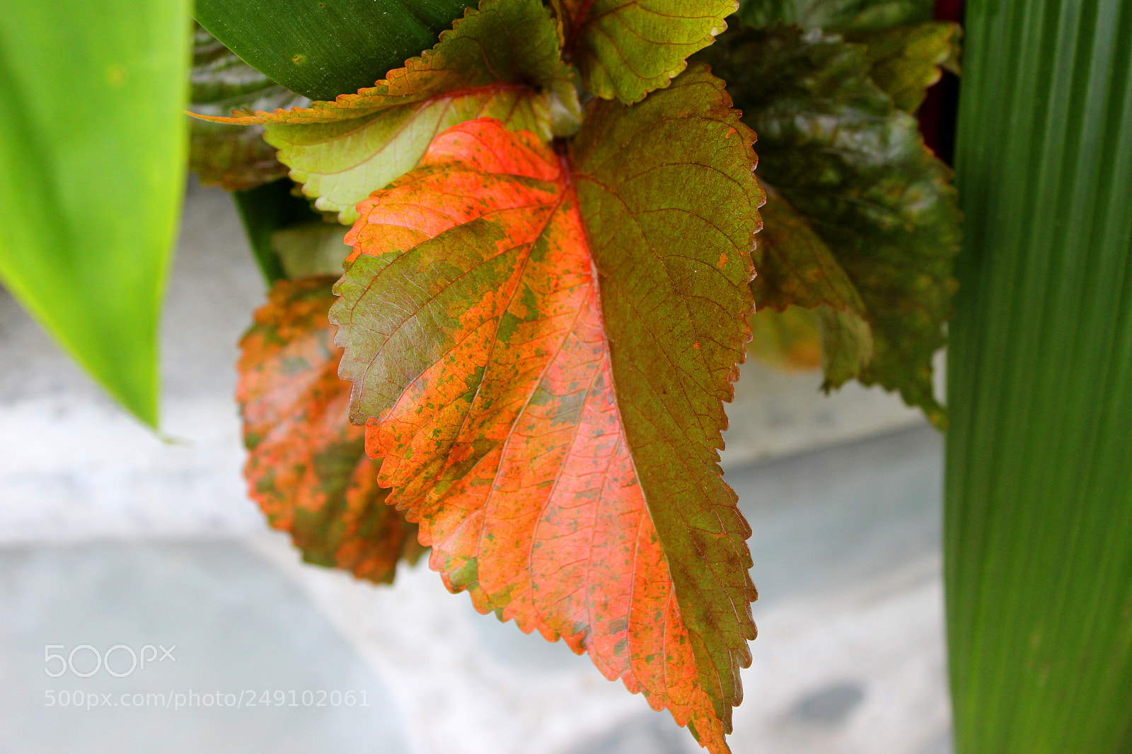 Canon EOS 600D (Rebel EOS T3i / EOS Kiss X5) sample photo. Img photography