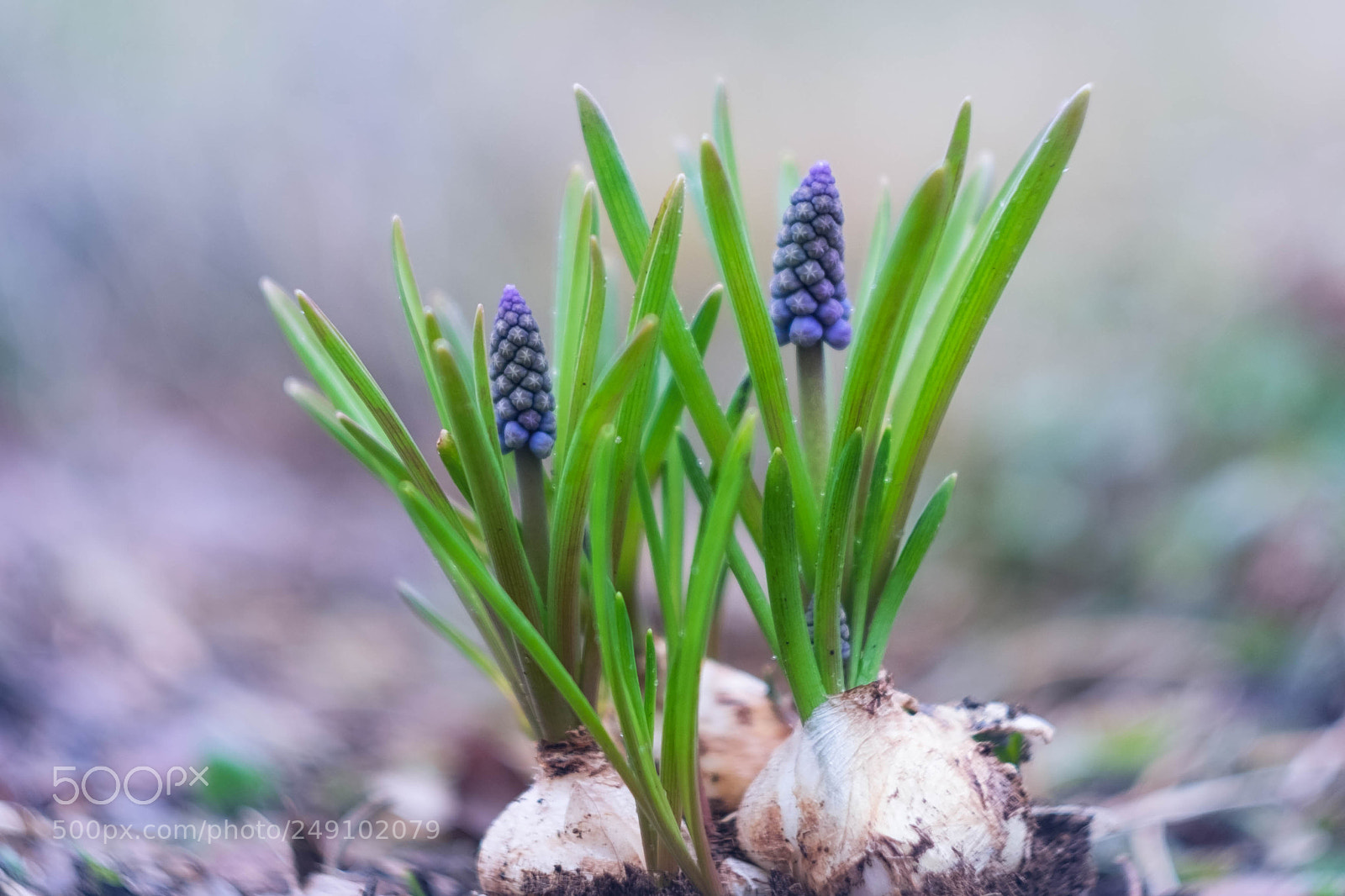 Fujifilm X-T10 sample photo. Spring... photography