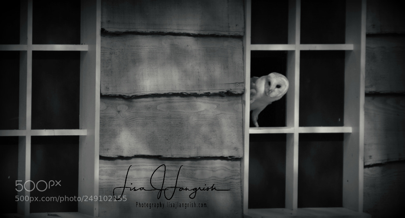 Nikon D7100 sample photo. Barn owl photography