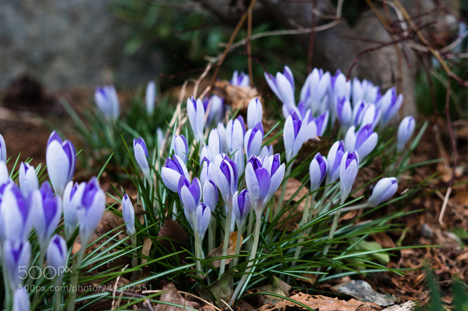 Sony a6300 sample photo. Spring is coming.... photography