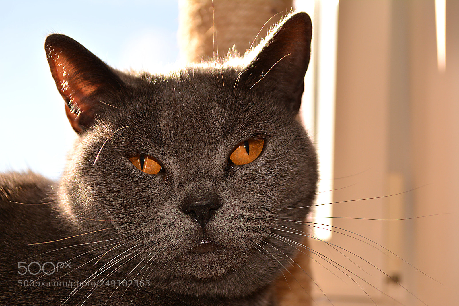 Nikon D5200 sample photo. Maya bulle photography