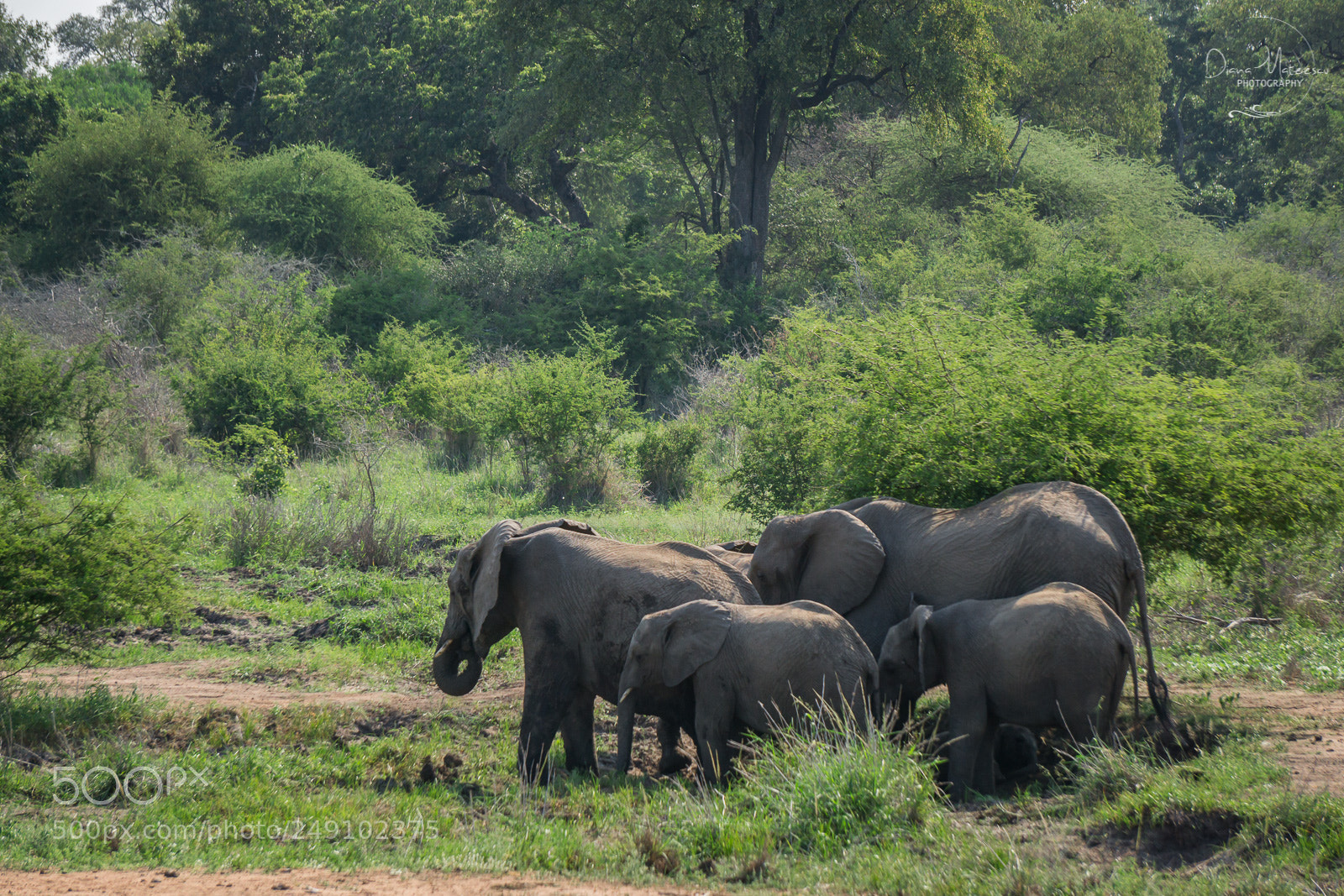 Sony a6000 sample photo. Elephant life iv photography