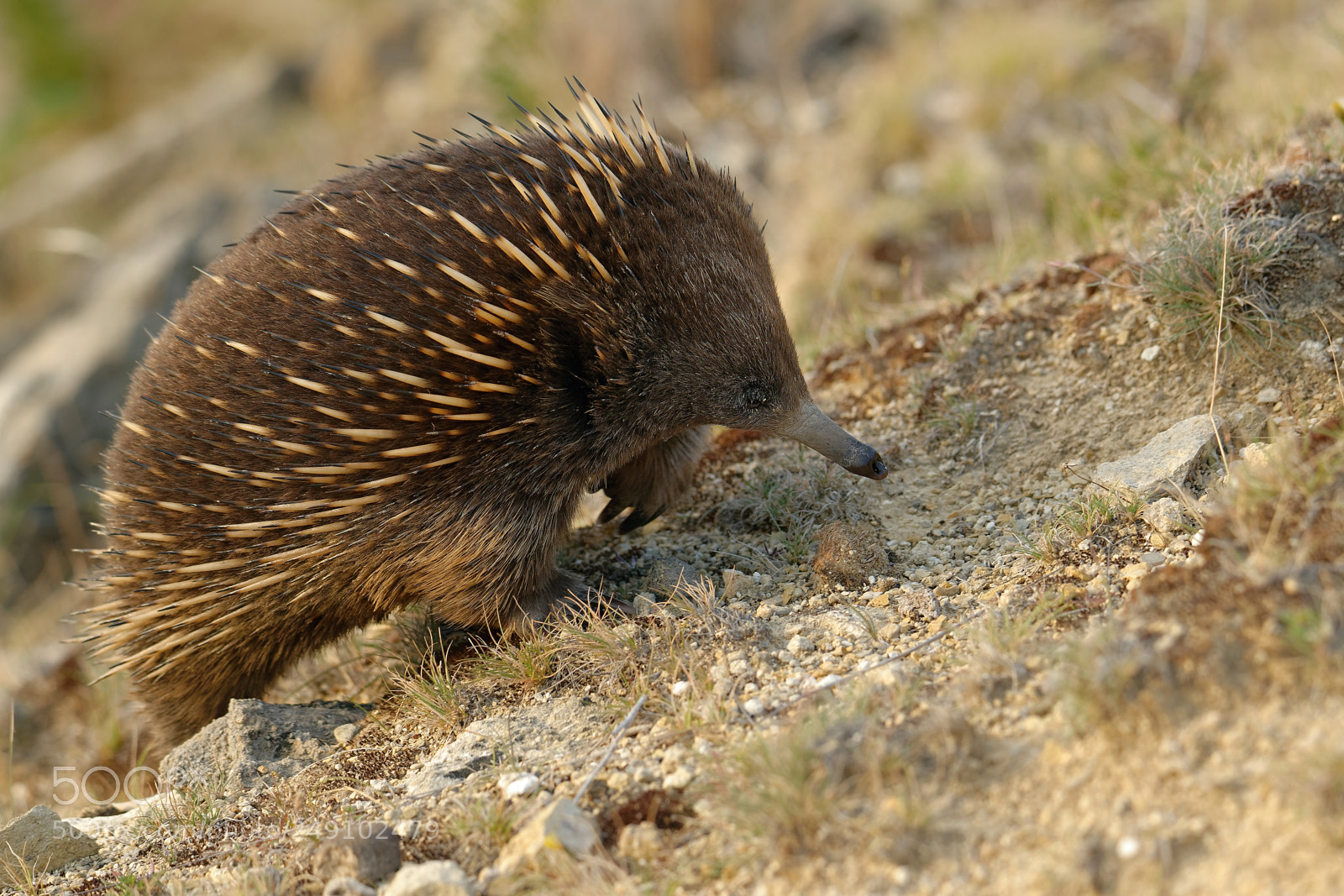 Nikon D800E sample photo. The short-beaked echidna photography
