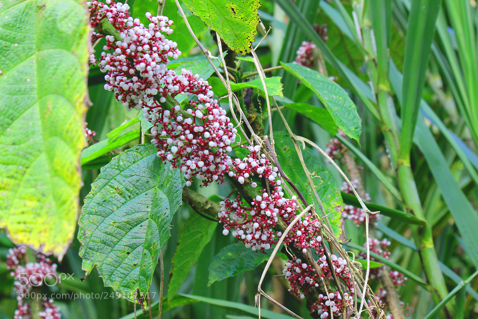 Canon EOS 600D (Rebel EOS T3i / EOS Kiss X5) sample photo. Img photography