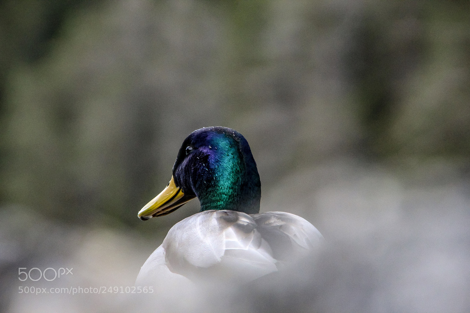 Canon EOS 1200D (EOS Rebel T5 / EOS Kiss X70 / EOS Hi) sample photo. Duck photography