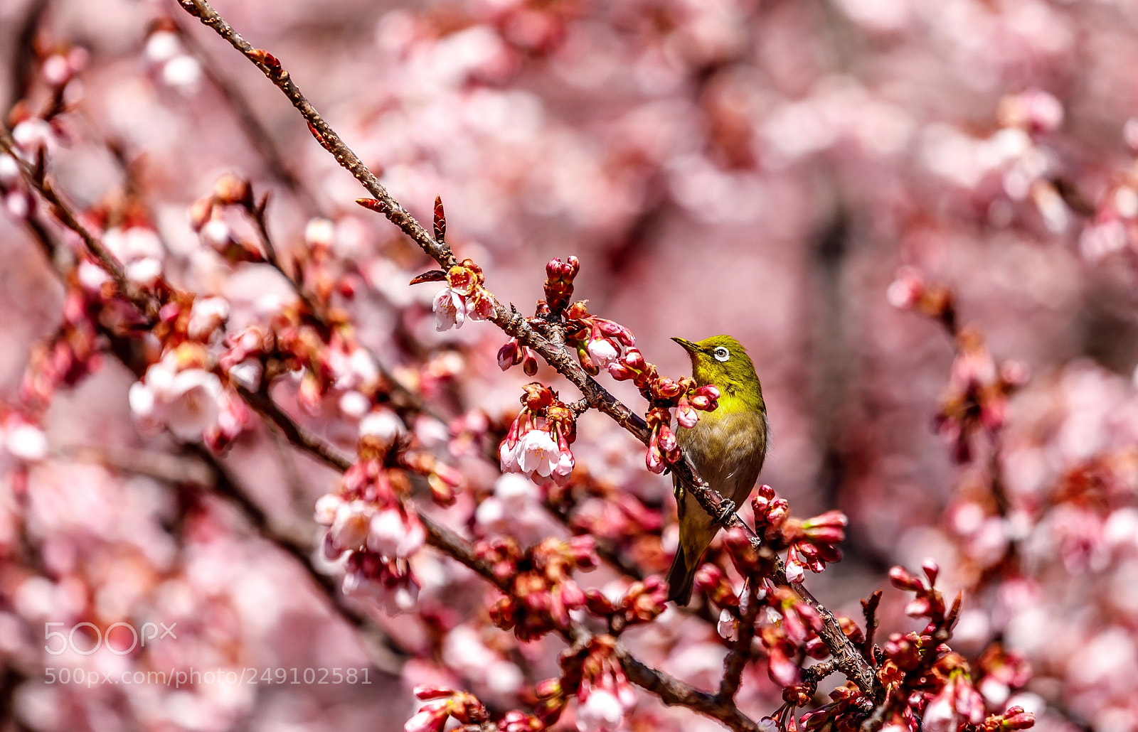 Canon EOS 5D Mark IV sample photo. Japanese white-eye 1 photography