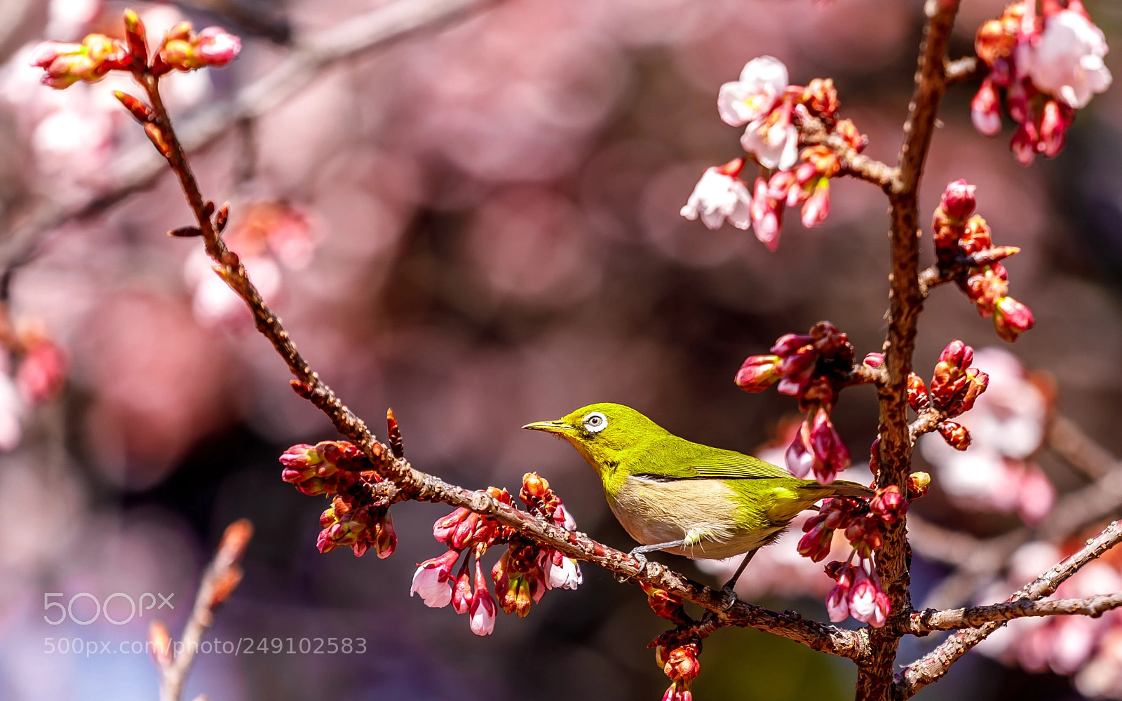 Canon EOS 5D Mark IV sample photo. Japanese white-eye 2 photography