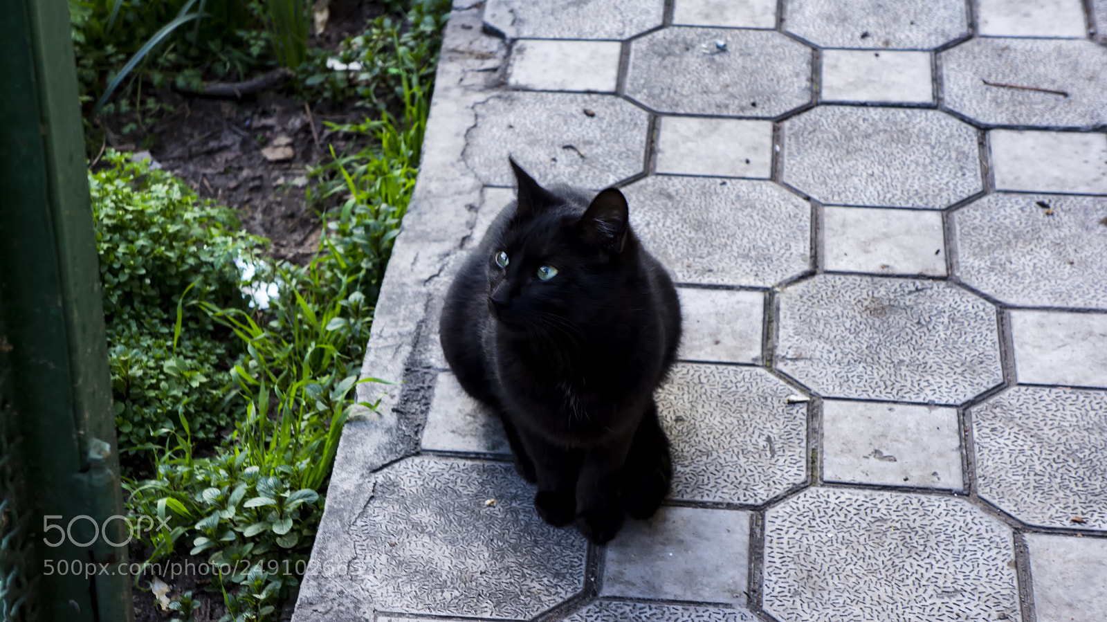 Sony Alpha NEX-5N sample photo. Black cat photography