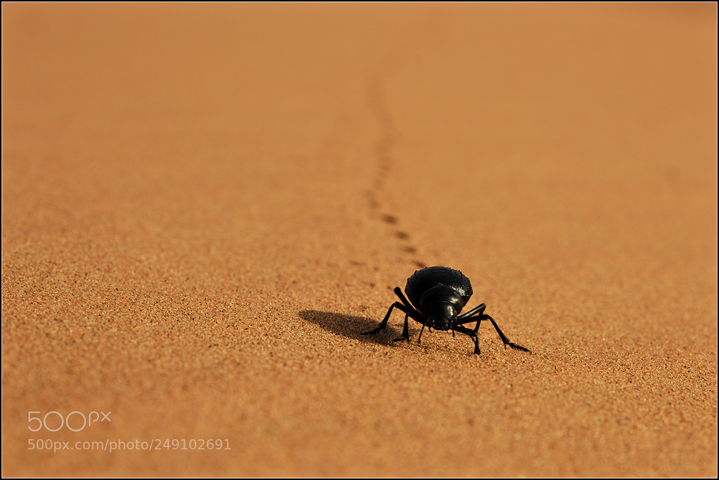 Nikon D810 sample photo. He`s coming... photography