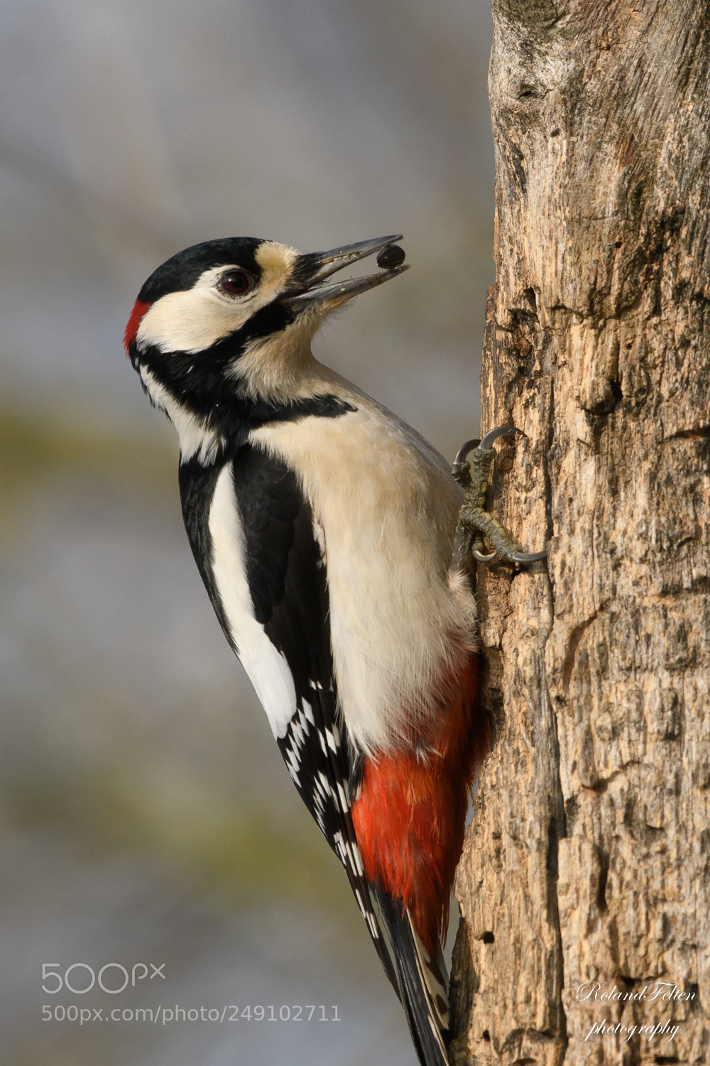 Nikon D500 sample photo. Great spotted woodpecker photography