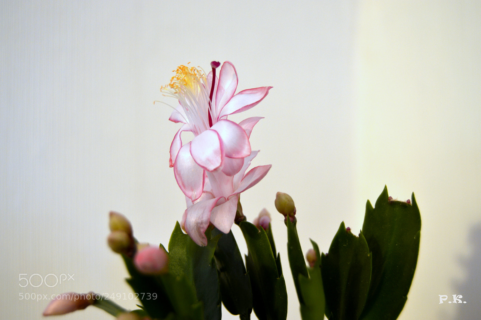 Nikon D3200 sample photo. Weihnachtskaktus photography