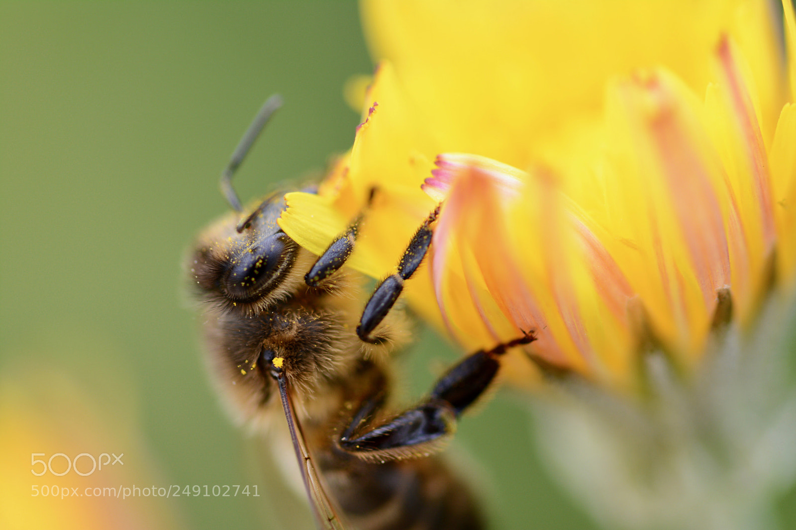 Nikon D7100 sample photo. Bee photography