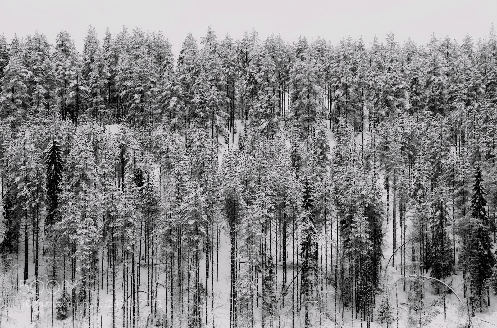 Nikon D7100 sample photo. Winter trees photography