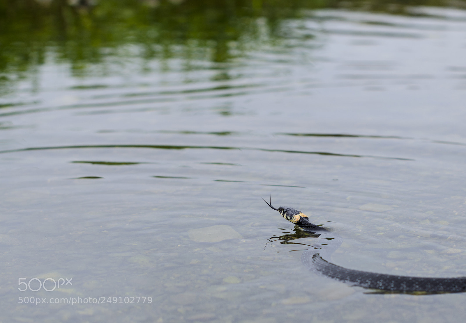 Nikon D5100 sample photo. The snake is swimming photography