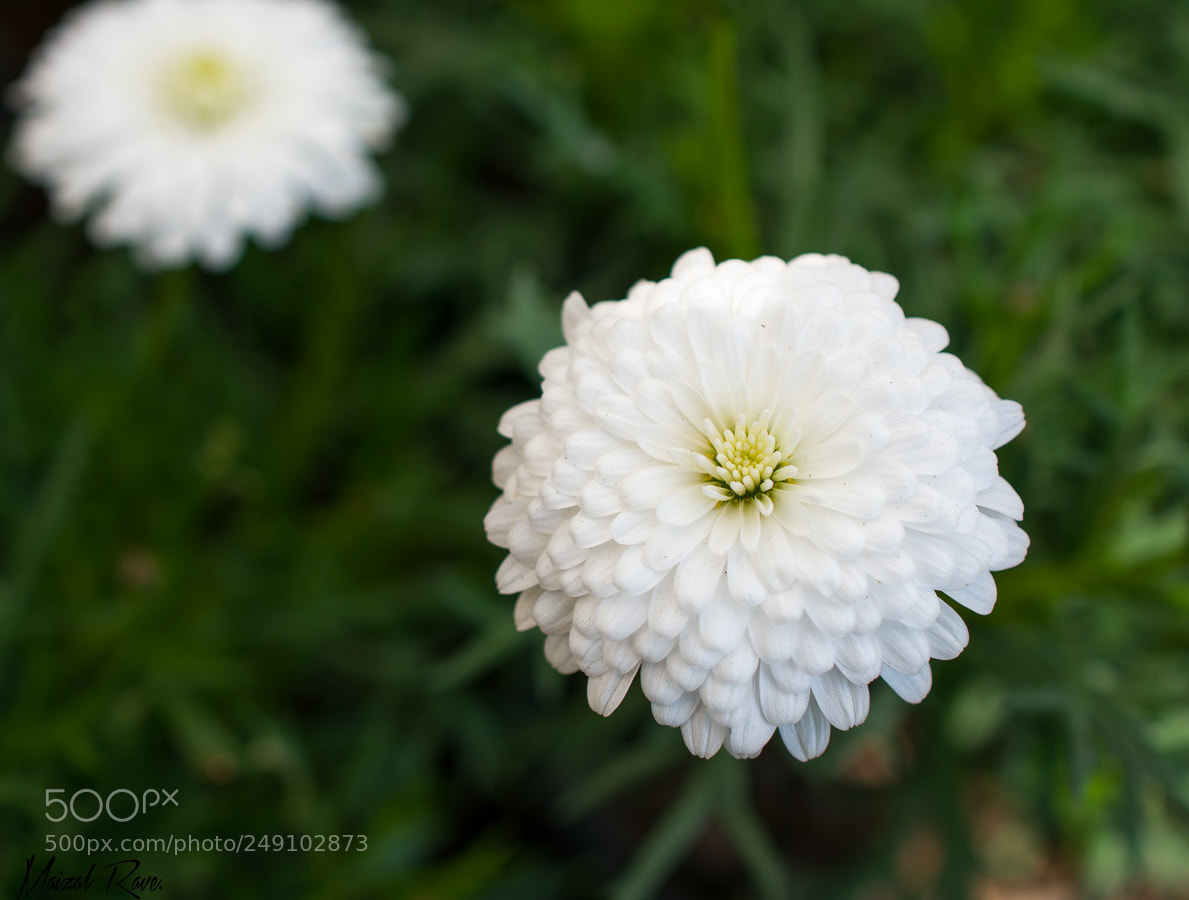 Nikon D3400 sample photo. Blanca flor. photography