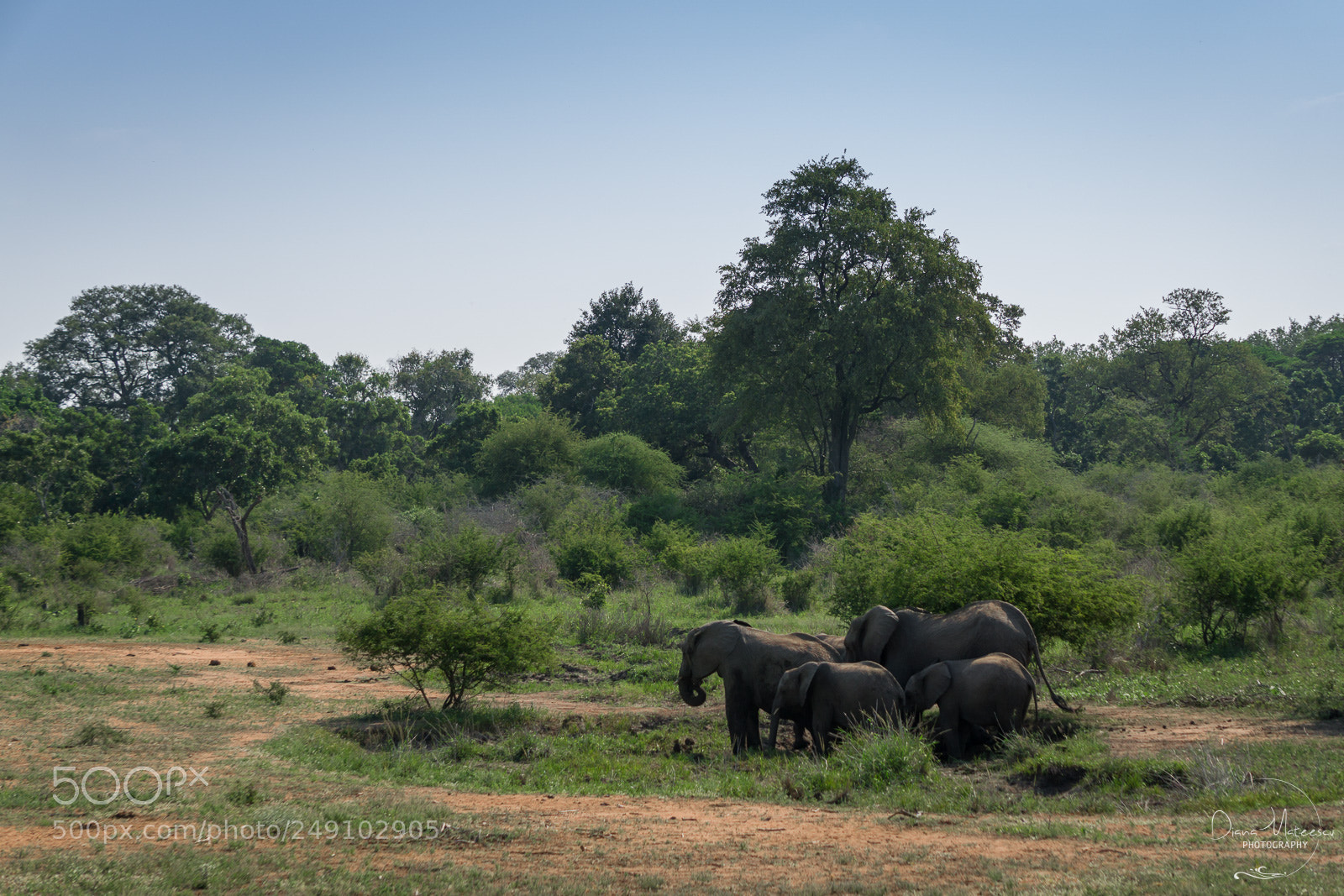 Sony a6000 sample photo. Elephant life v photography
