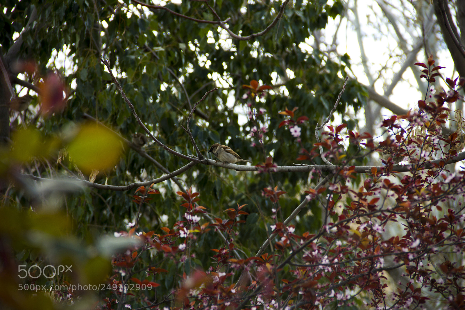 Canon EOS 60D sample photo. The sparrow in the photography