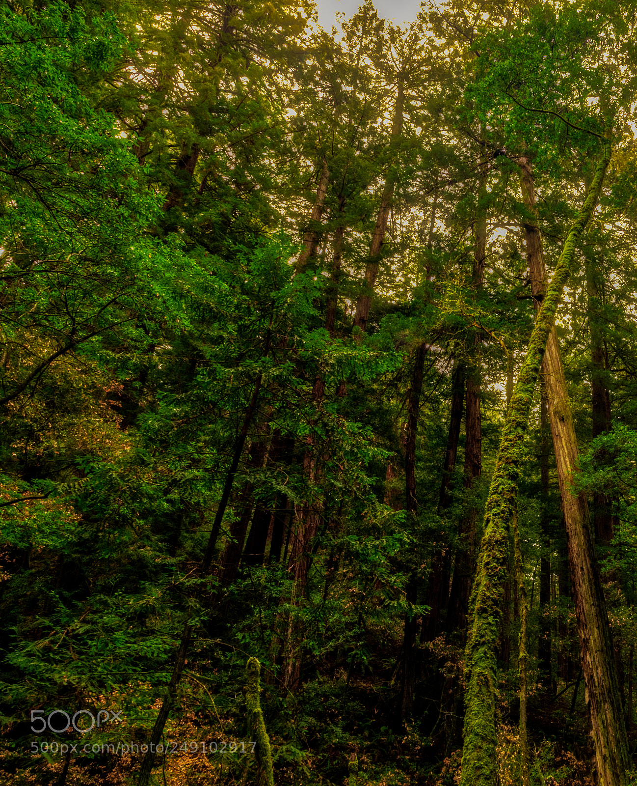 Pentax K-3 II sample photo. Muir woods photography