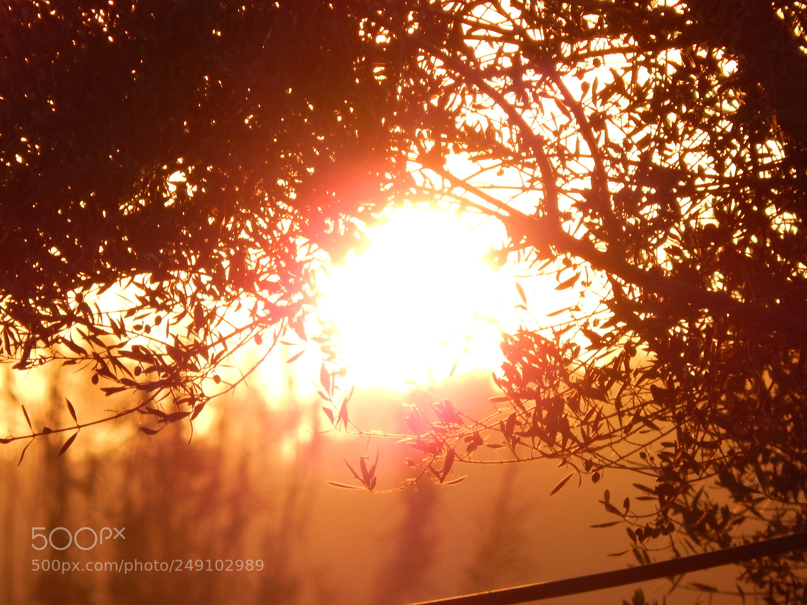 Nikon Coolpix L820 sample photo. Sunset through olive tree photography