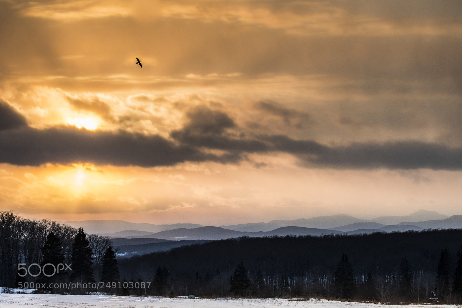 Nikon D500 sample photo. Crow in flight photography