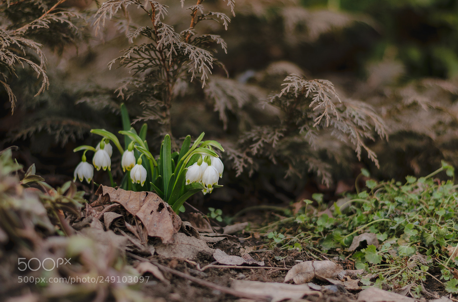 Nikon D5300 sample photo. Galanthus nivalis photography