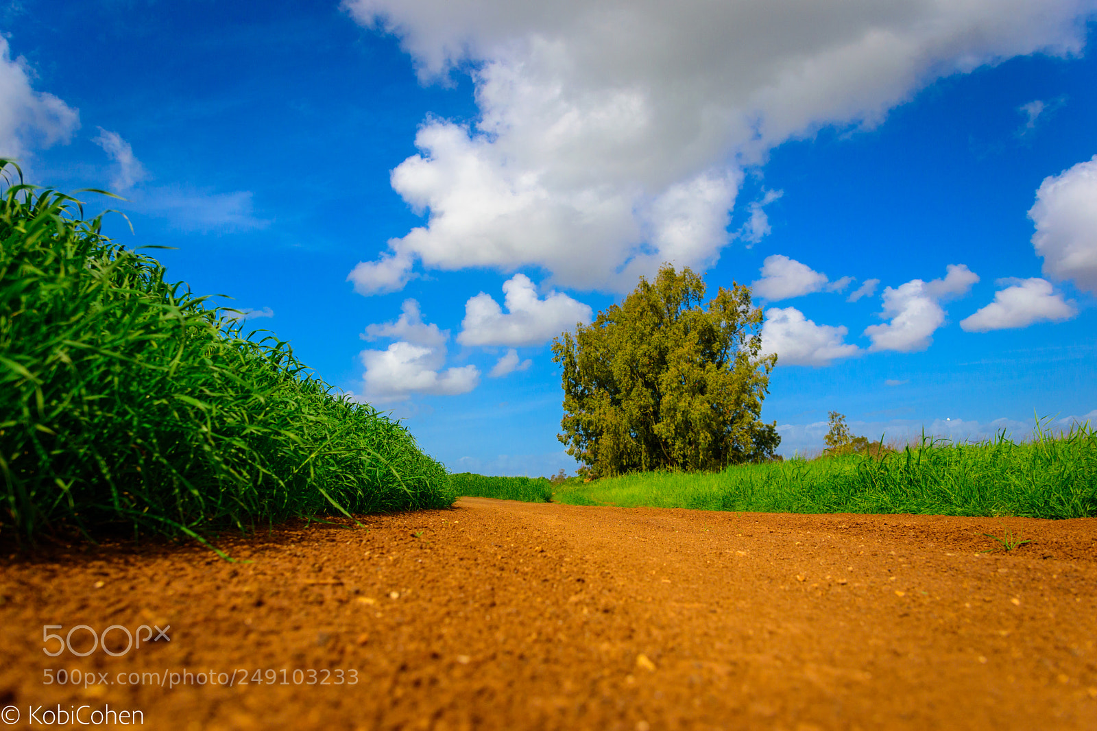 Nikon D5600 sample photo. The path leads there photography