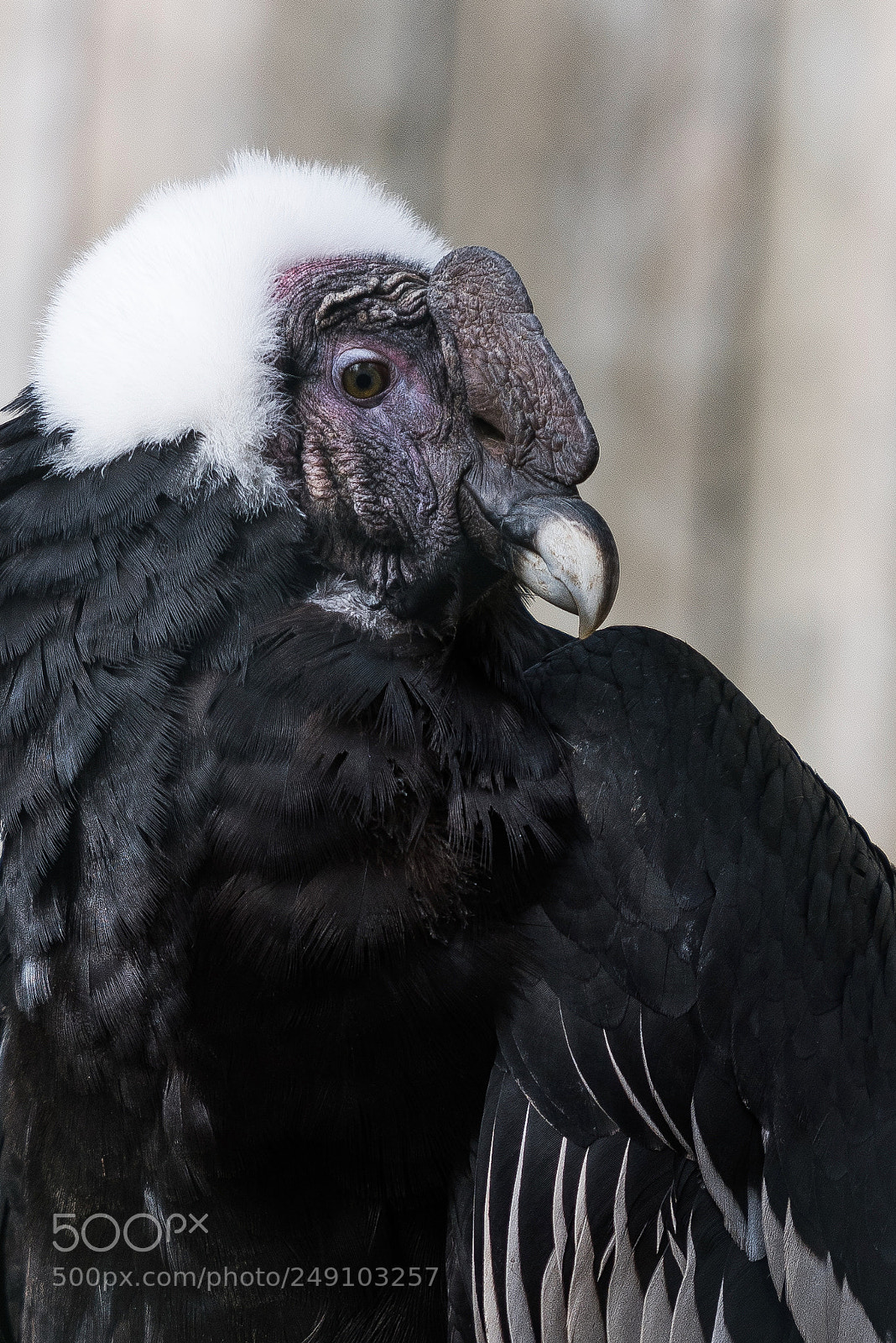 Nikon D810 sample photo. Geier sturzflug ? photography