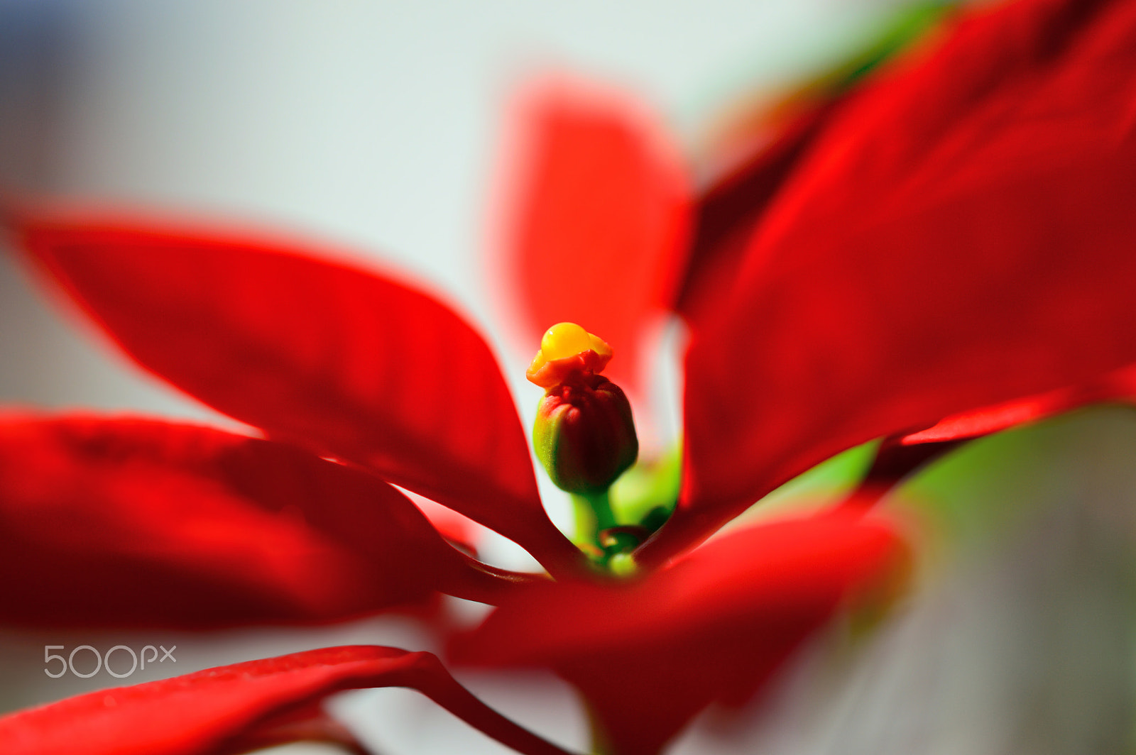 Nikon AF-S DX Micro Nikkor 40mm F2.8 sample photo. * in red * photography