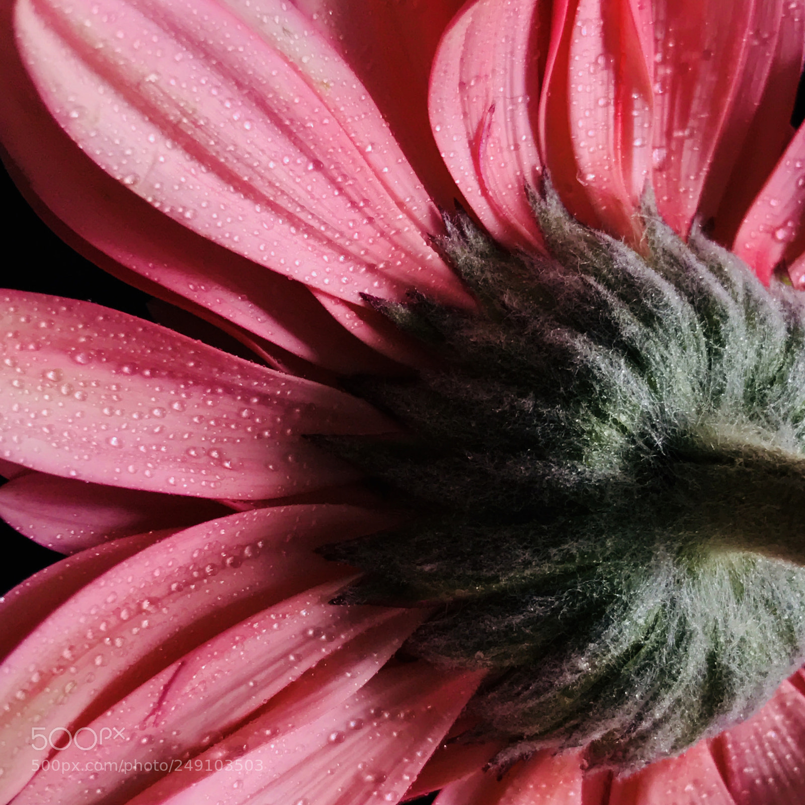 Apple iPhone 7 Plus sample photo. Daisy from the back photography