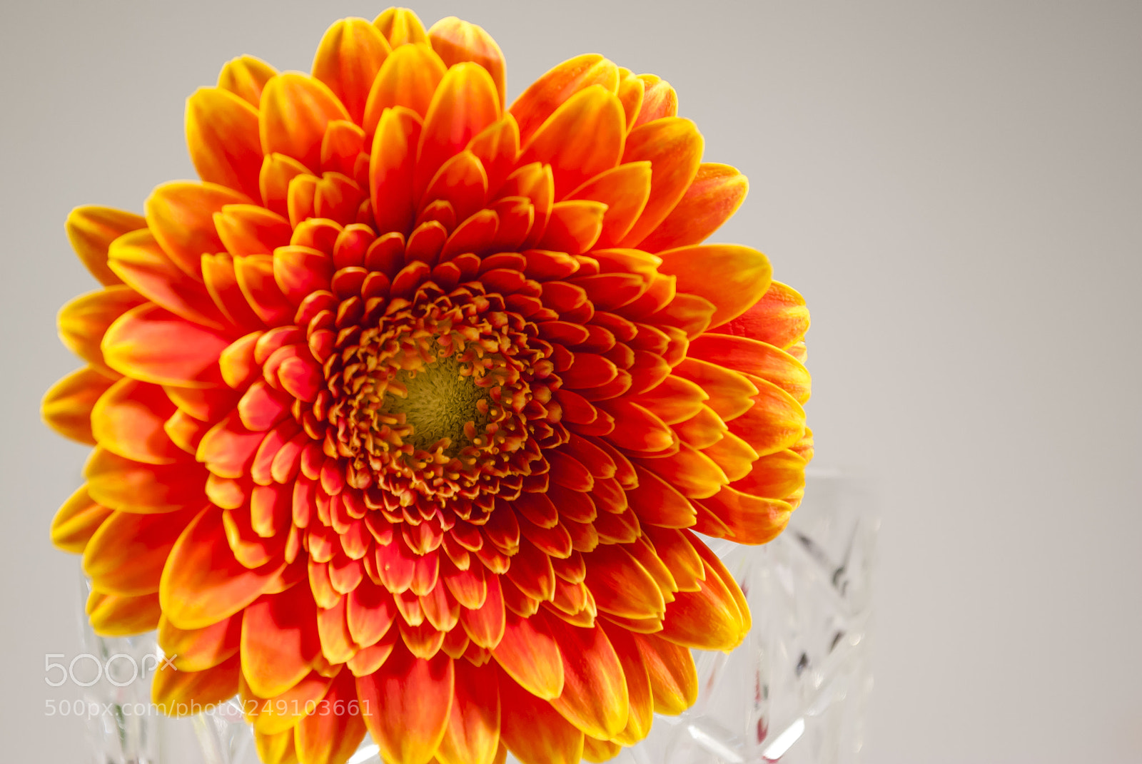 Nikon D3000 sample photo. Orange flower photography