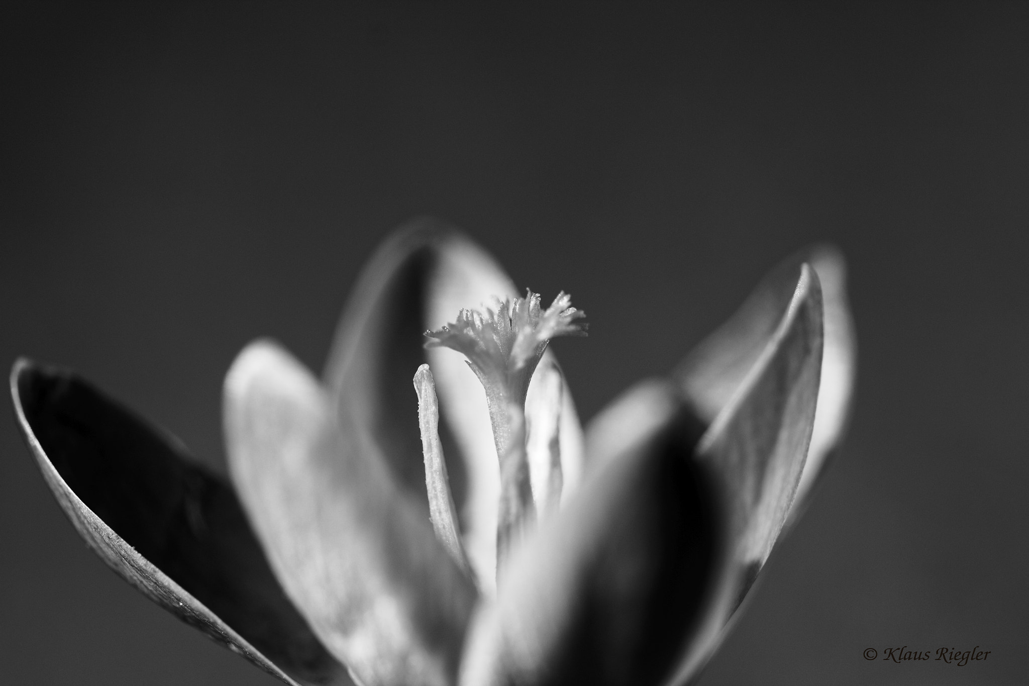 Canon EF 100mm F2.8L Macro IS USM sample photo. Crocuses photography