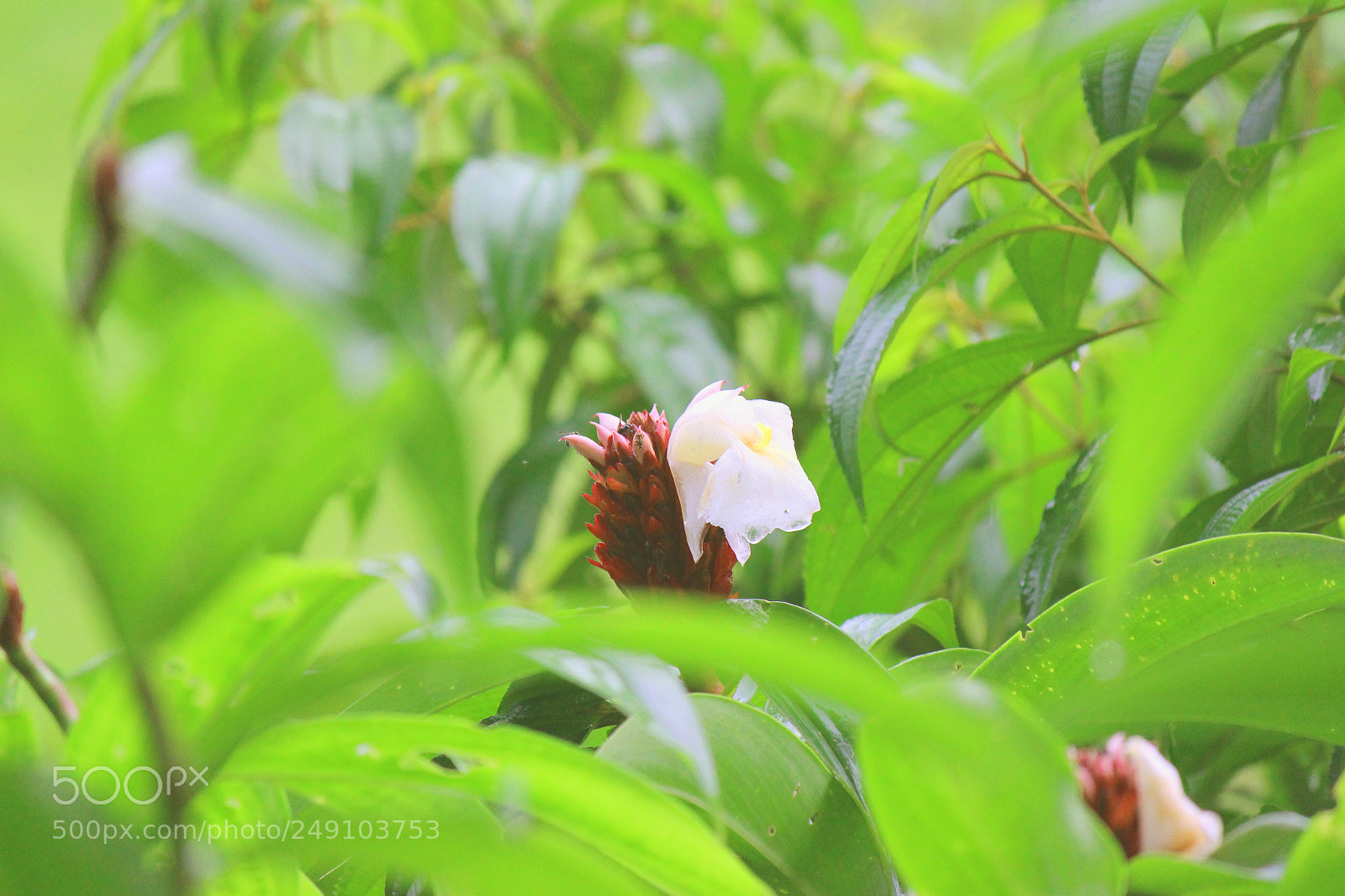 Canon EOS 600D (Rebel EOS T3i / EOS Kiss X5) sample photo. Img photography