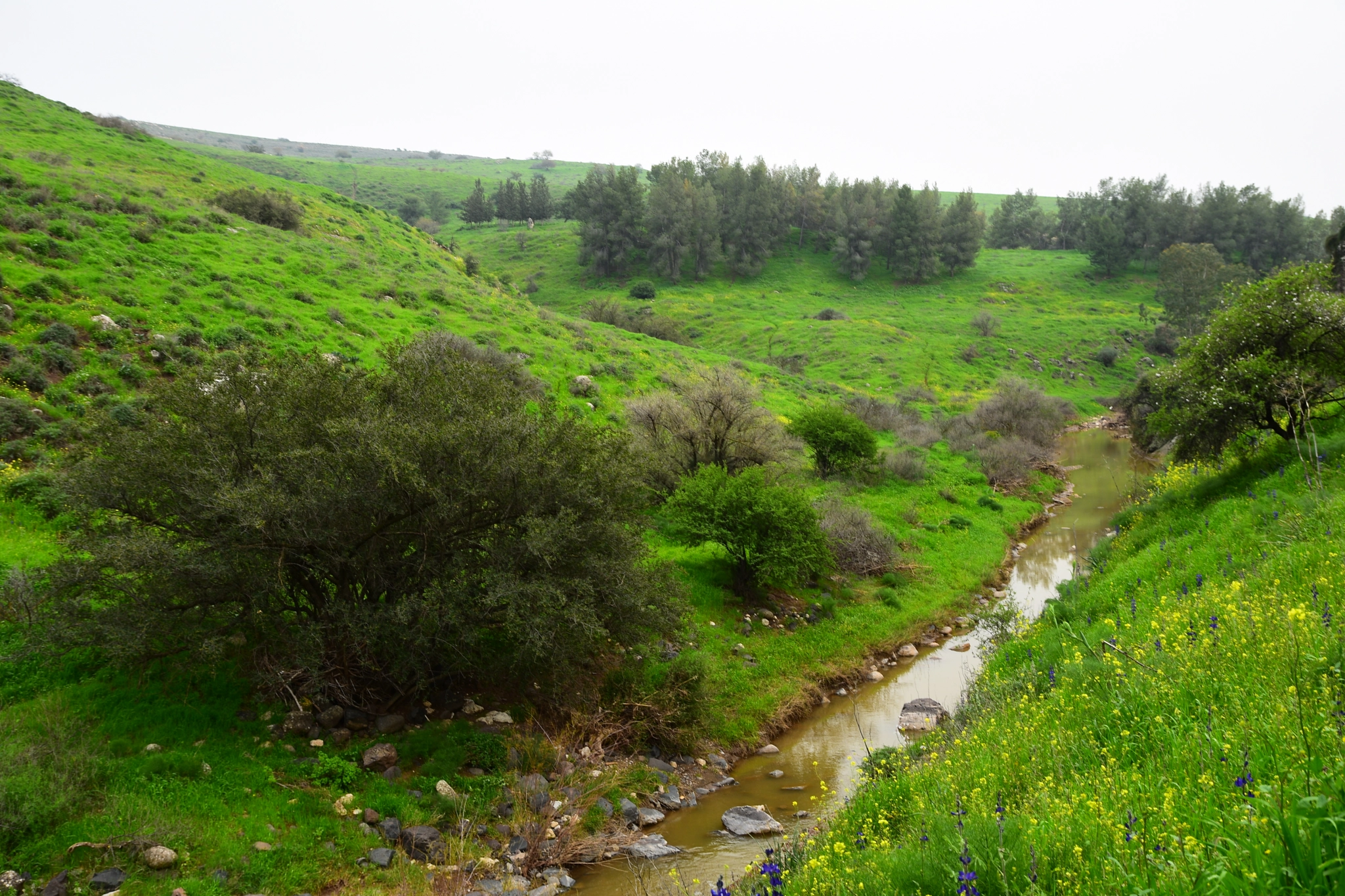 Nikon D3400 sample photo. Green valley photography