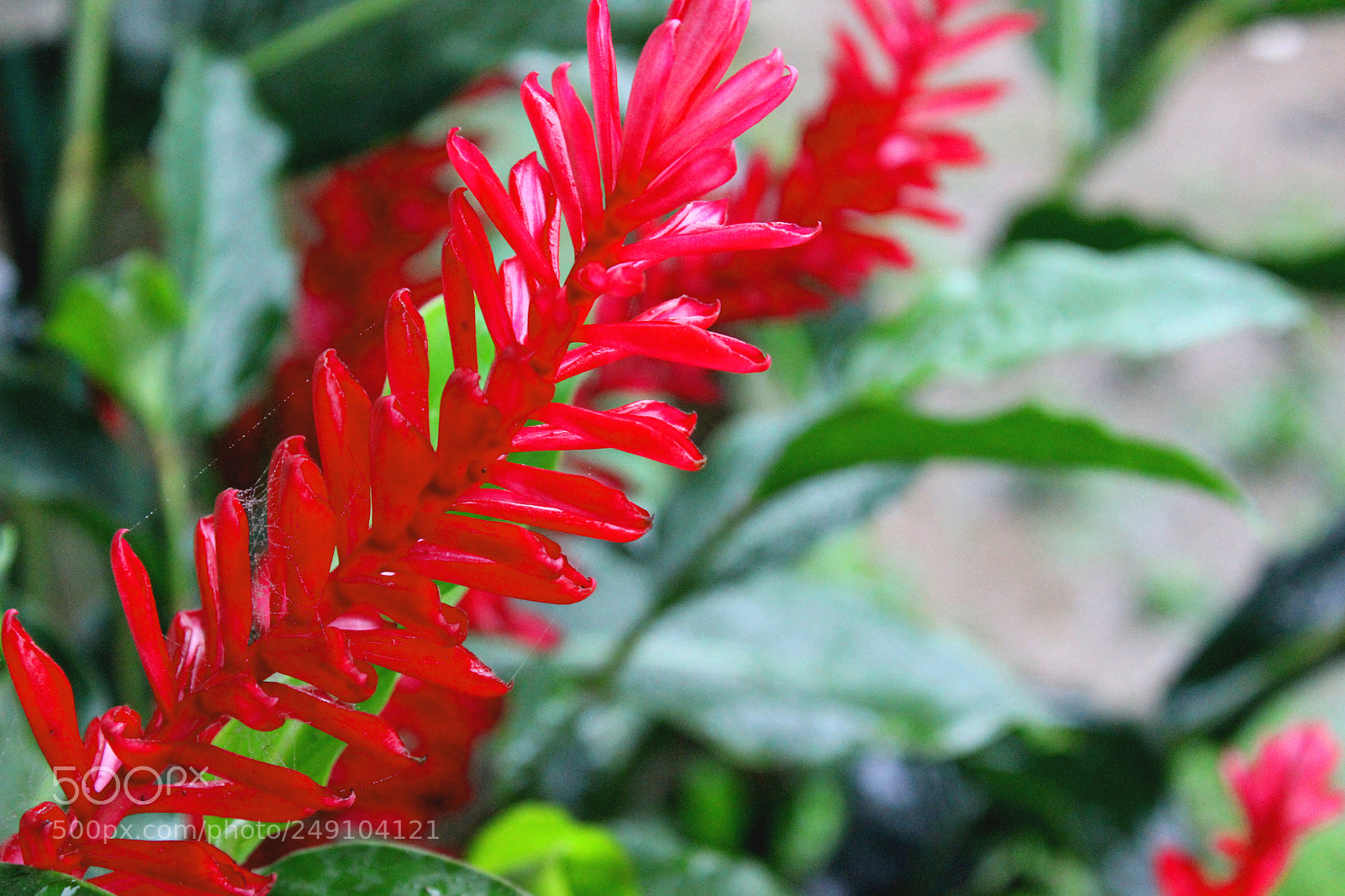 Canon EOS 600D (Rebel EOS T3i / EOS Kiss X5) sample photo. Img photography