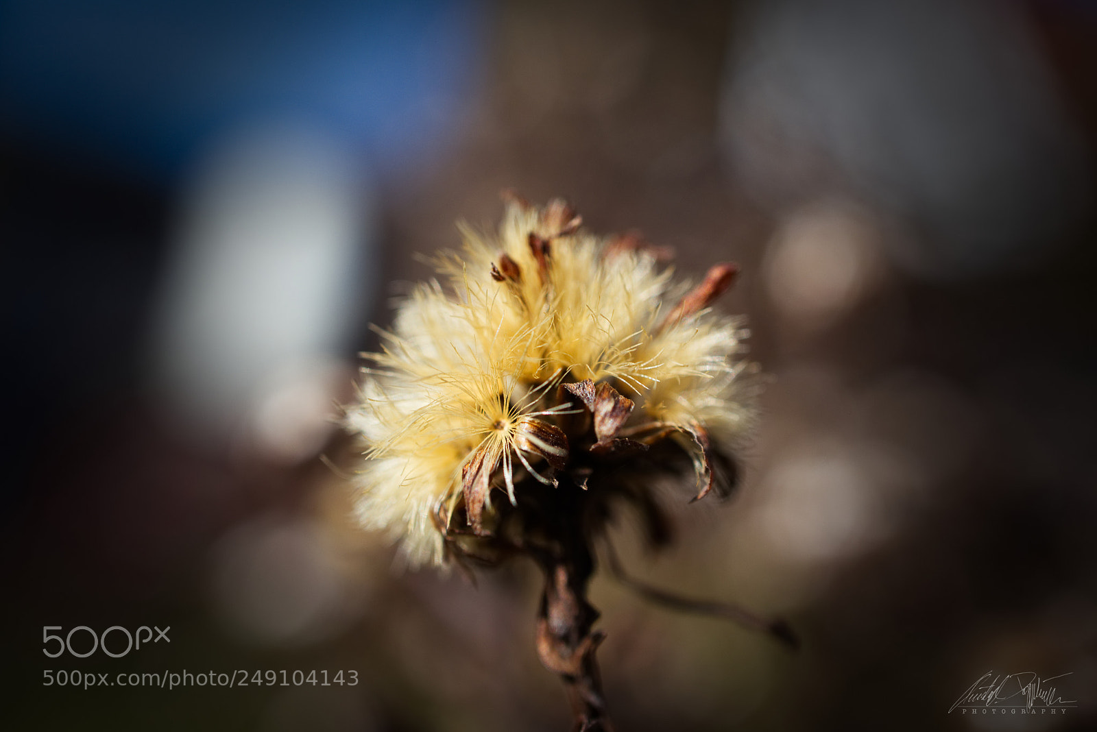 Canon EOS M6 sample photo. Last seasons blossom photography