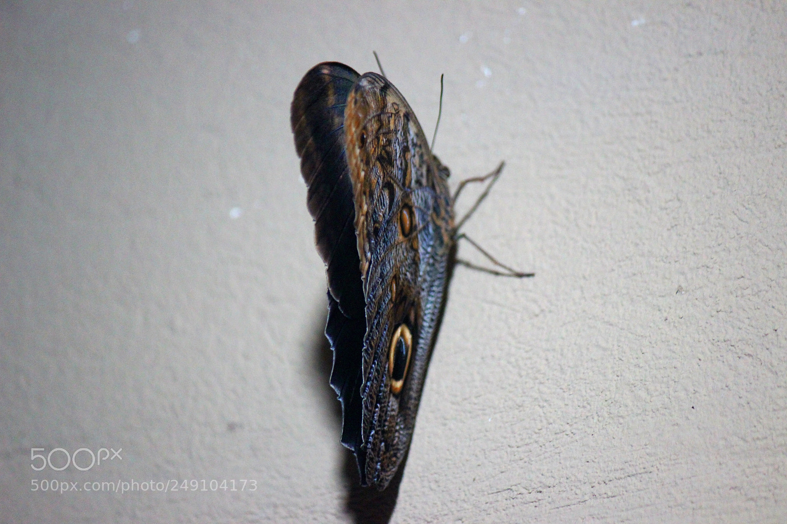 Canon EOS 600D (Rebel EOS T3i / EOS Kiss X5) sample photo. Img photography