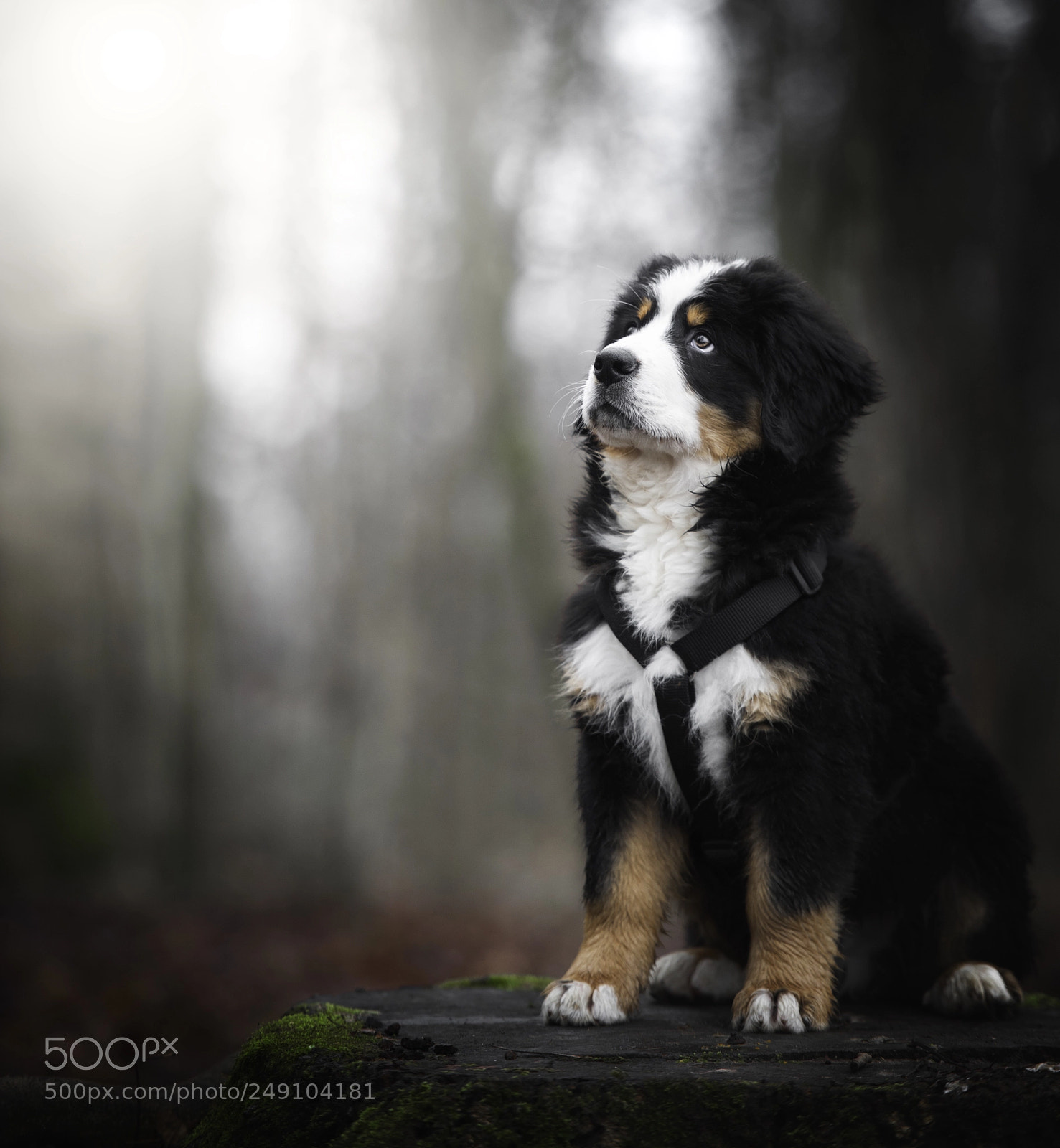 Nikon D3 sample photo. A curios puppy. photography