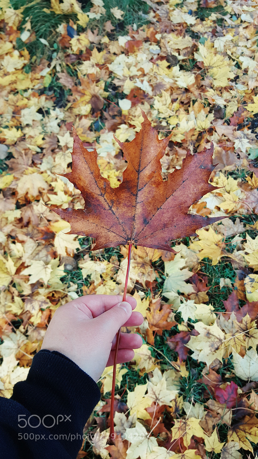Samsung Galaxy S6 sample photo. The brown one photography