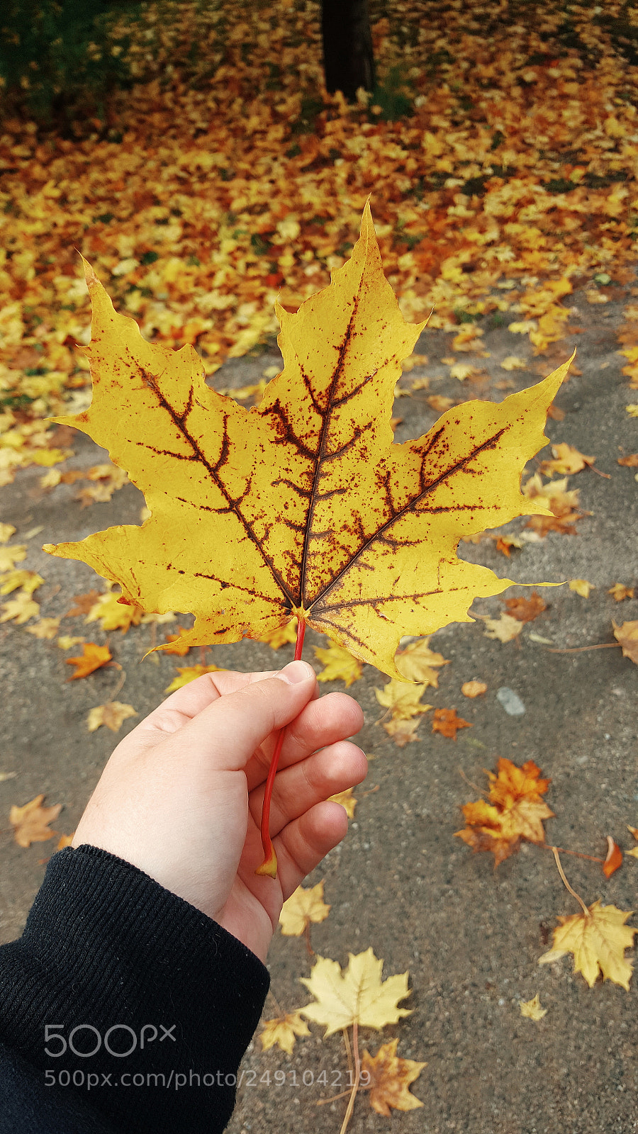 Samsung Galaxy S6 sample photo. The yellow one photography