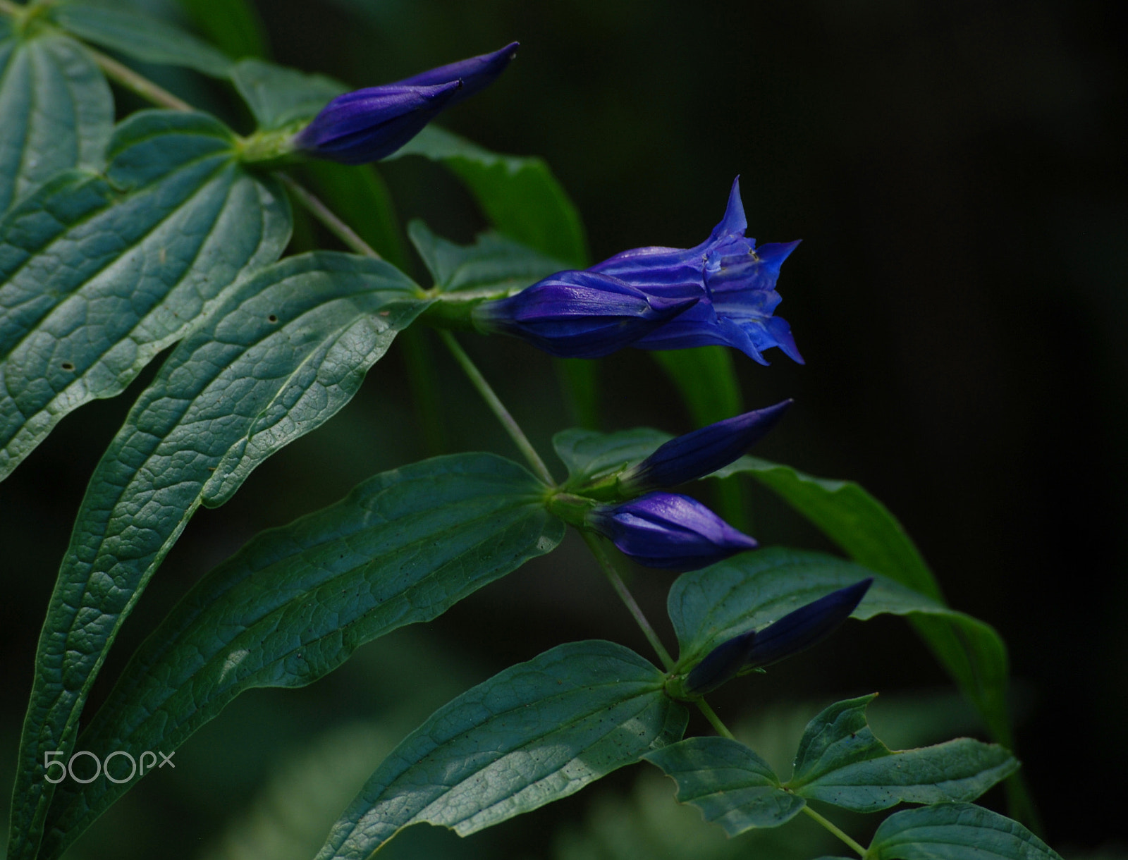 Nikon D80 sample photo. Violet photography