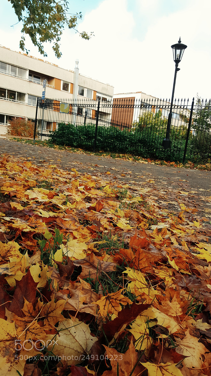 Samsung Galaxy S6 sample photo. Autumn confetti photography
