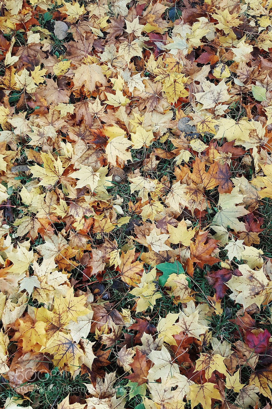 Samsung Galaxy S6 sample photo. The crowd photography
