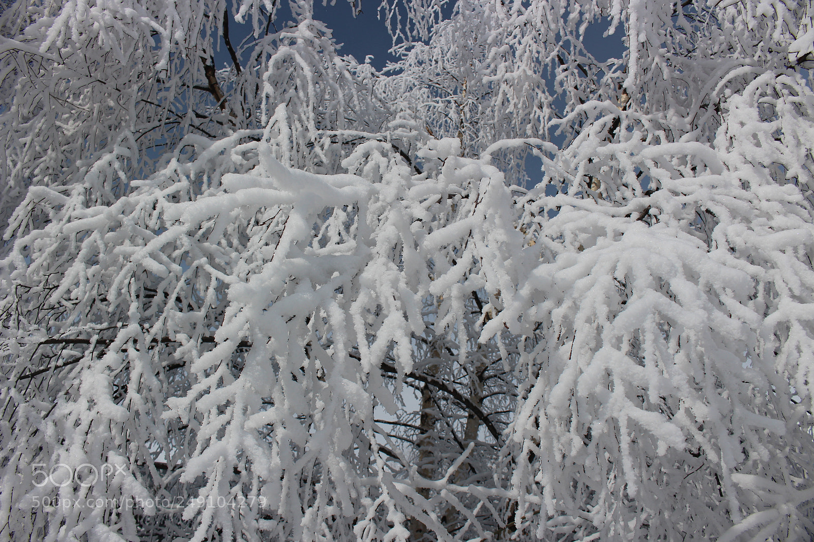 Canon EOS 100D (EOS Rebel SL1 / EOS Kiss X7) sample photo. Givre photography