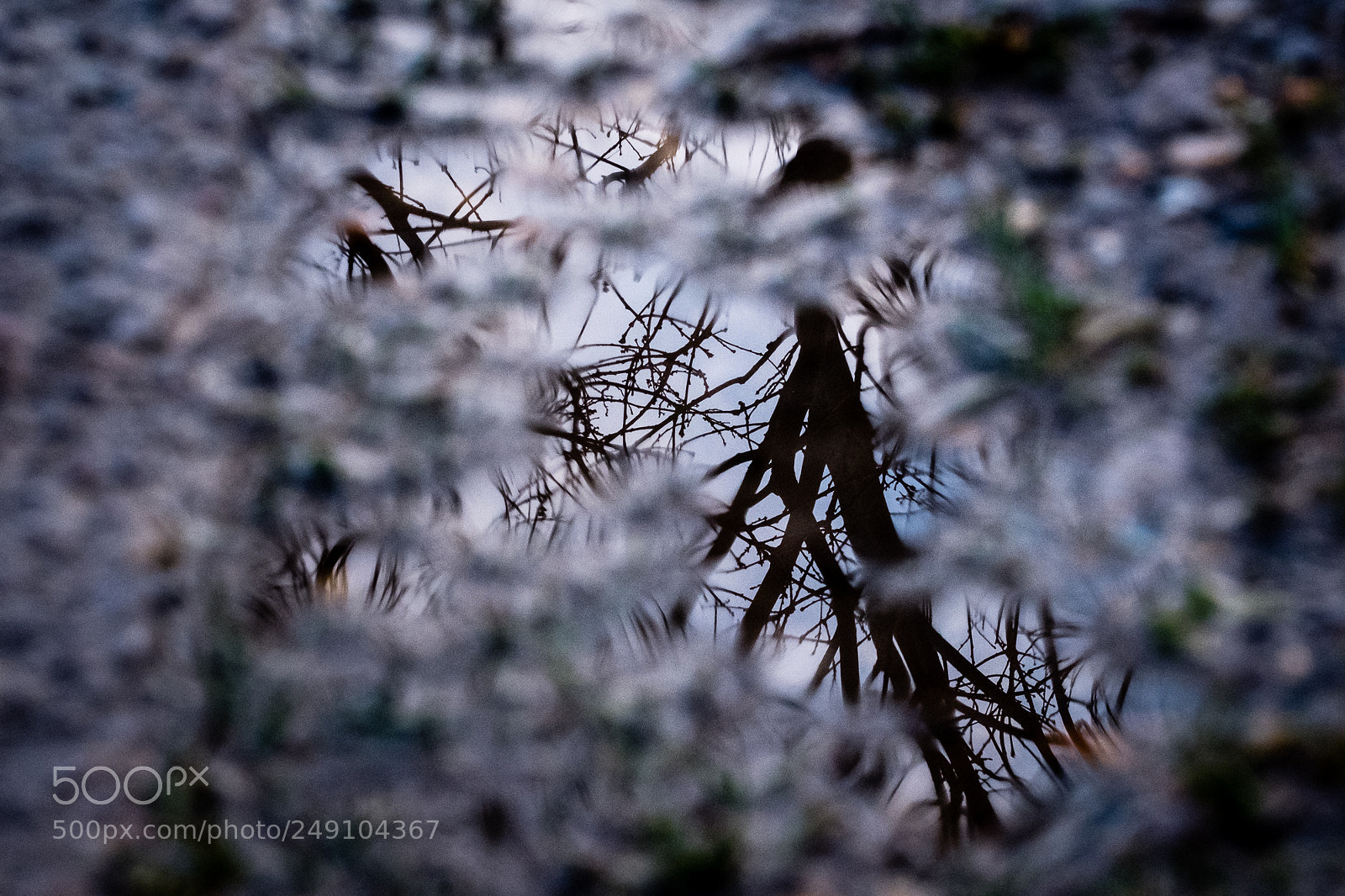 Fujifilm X-Pro2 sample photo. Puddle reflection photography