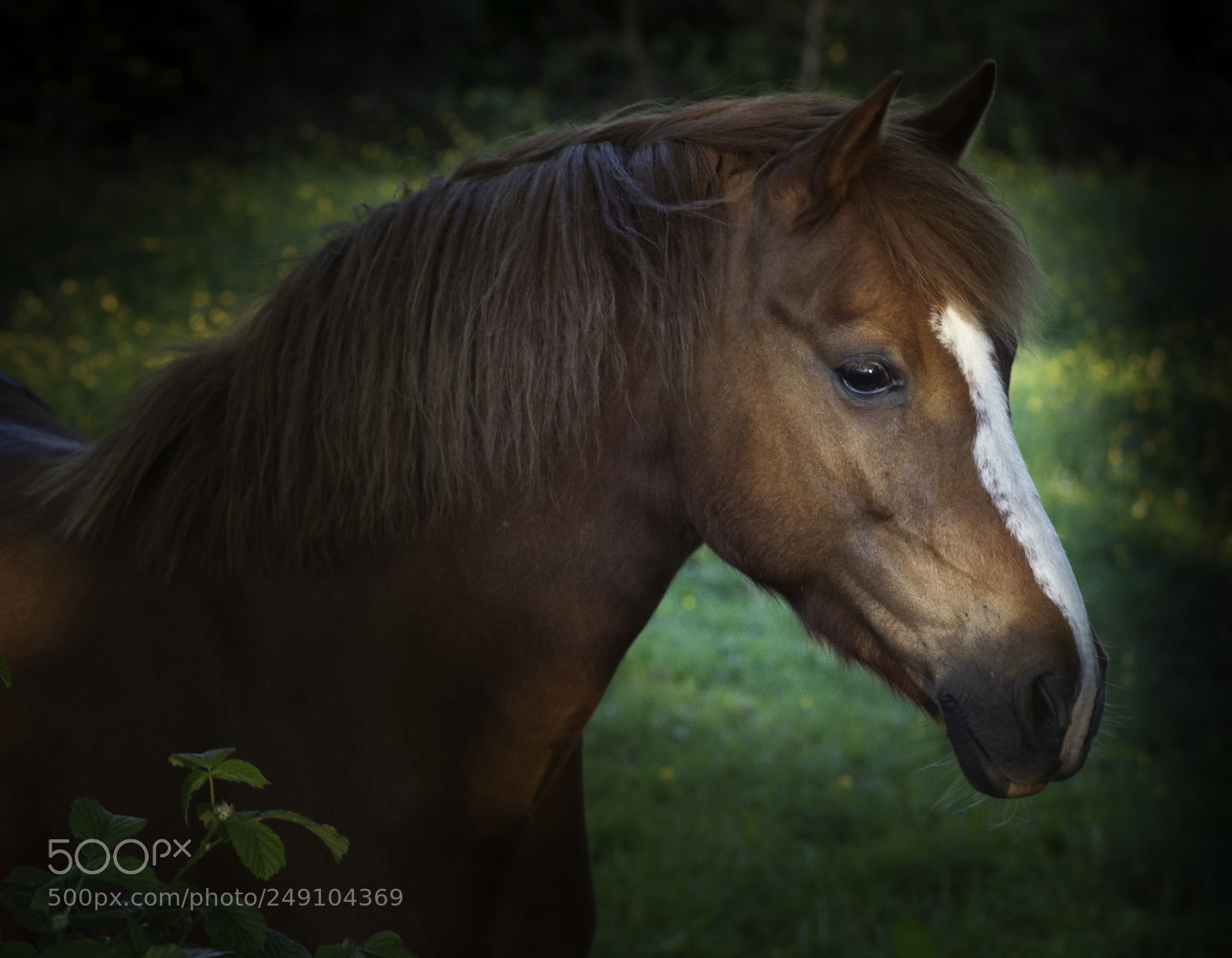 Nikon D5000 sample photo. Brown horse photography